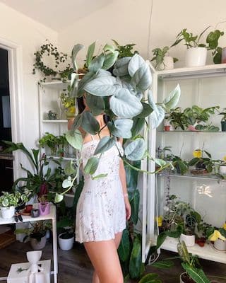 easyplantsslider.jpg