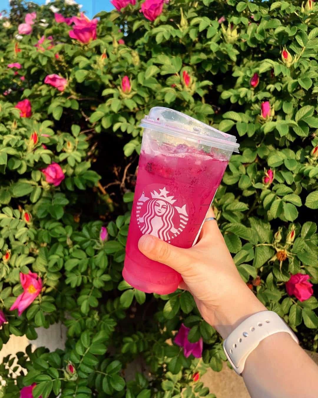 A hand holding a pink Starbucks iced drink in front of a lush green bush with vibrant pink flowers—perfect inspiration if you want to try delicious DIY Starbucks drinks at home. The person is wearing a white wristwatch.