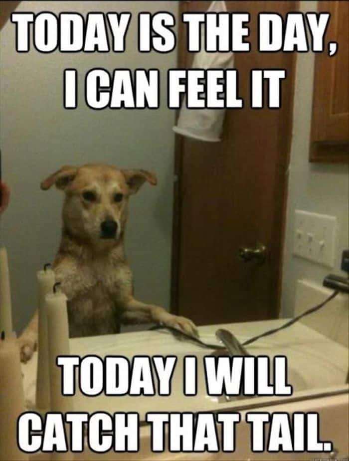 14 funny animal quotes and funny memes
