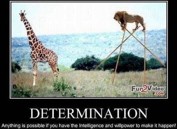 15 determination funny motivational meme