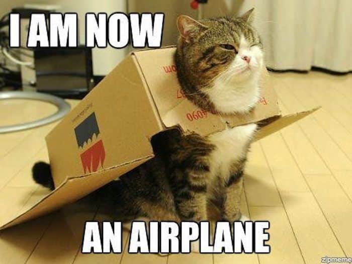 top 14 most funny pictures about cat cute animal kitten dog photo idea 11